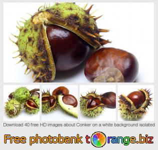 images free photo bank tOrange offers free photos from the section:  conker-white-background-isolated