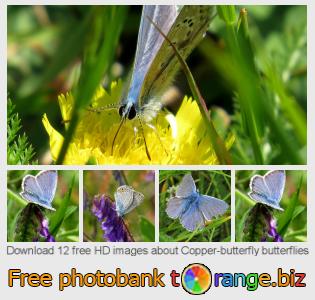 images free photo bank tOrange offers free photos from the section:  copper-butterfly-butterflies