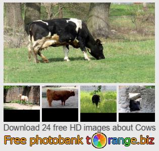 images free photo bank tOrange offers free photos from the section:  cows