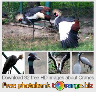 images free photo bank tOrange offers free photos from the section:  cranes