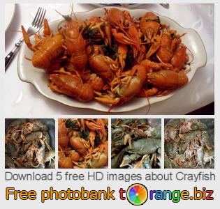 images free photo bank tOrange offers free photos from the section:  crayfish