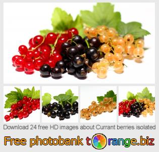 images free photo bank tOrange offers free photos from the section:  currant-berries-isolated
