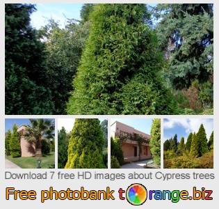 images free photo bank tOrange offers free photos from the section:  cypress-trees