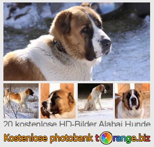 Bilddatenbank tOrange bietet kostenlosen Fotos aus dem Bereich:  alabai-hunde