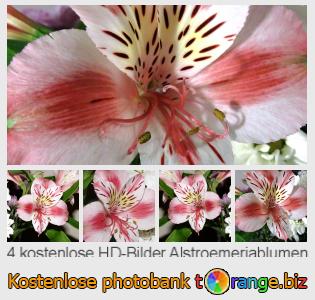 Bilddatenbank tOrange bietet kostenlosen Fotos aus dem Bereich:  alstroemeriablumen