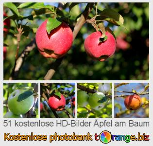 Bilddatenbank tOrange bietet kostenlosen Fotos aus dem Bereich:  äpfel-am-baum