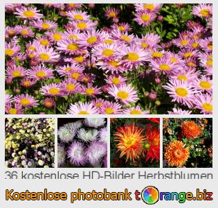 Bilddatenbank tOrange bietet kostenlosen Fotos aus dem Bereich:  herbstblumen