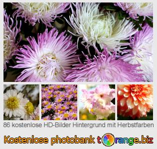 Bilddatenbank tOrange bietet kostenlosen Fotos aus dem Bereich:  hintergrund-mit-herbstfarben