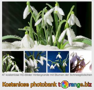 Bilddatenbank tOrange bietet kostenlosen Fotos aus dem Bereich:  hintergründe-mit-blumen-der-schneeglöckchen