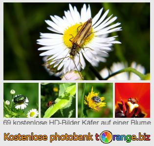 Bilddatenbank tOrange bietet kostenlosen Fotos aus dem Bereich:  käfer-auf-einer-blume