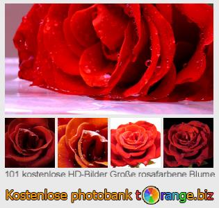Bilddatenbank tOrange bietet kostenlosen Fotos aus dem Bereich:  große-rosafarbene-blume