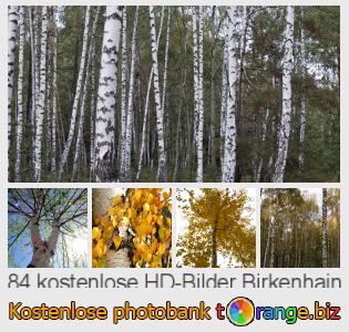 Bilddatenbank tOrange bietet kostenlosen Fotos aus dem Bereich:  birkenhain