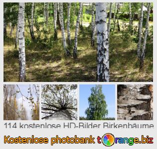 Bilddatenbank tOrange bietet kostenlosen Fotos aus dem Bereich:  birkenbäume