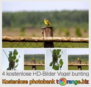 Bilddatenbank tOrange bietet kostenlosen Fotos aus dem Bereich:  vogel-bunting