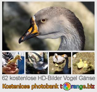 Bilddatenbank tOrange bietet kostenlosen Fotos aus dem Bereich:  vogel-gänse
