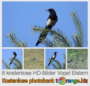 Bilddatenbank tOrange bietet kostenlosen Fotos aus dem Bereich:  vogel-elstern