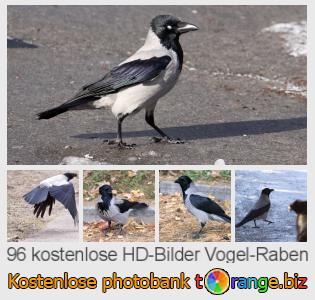 Bilddatenbank tOrange bietet kostenlosen Fotos aus dem Bereich:  vogel-raben
