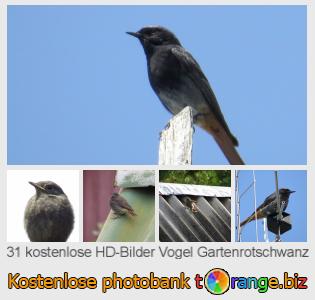 Bilddatenbank tOrange bietet kostenlosen Fotos aus dem Bereich:  vogel-gartenrotschwanz