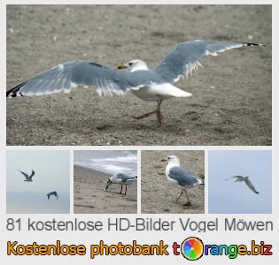 Bilddatenbank tOrange bietet kostenlosen Fotos aus dem Bereich:  vogel-möwen