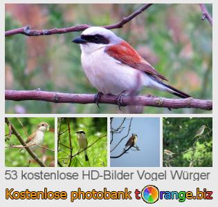 Bilddatenbank tOrange bietet kostenlosen Fotos aus dem Bereich:  vogel-würger