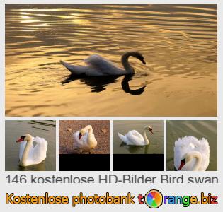 Bilddatenbank tOrange bietet kostenlosen Fotos aus dem Bereich:  vogel-schwan