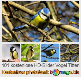 Bilddatenbank tOrange bietet kostenlosen Fotos aus dem Bereich:  vogel-titten
