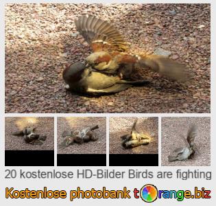 Bilddatenbank tOrange bietet kostenlosen Fotos aus dem Bereich:  vögel-kämpfen