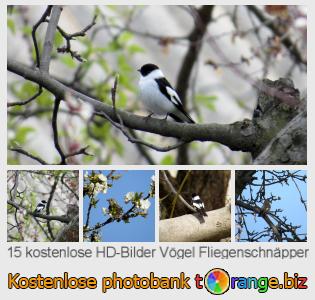 Bilddatenbank tOrange bietet kostenlosen Fotos aus dem Bereich:  vögel-fliegenschnäpper