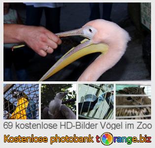 Bilddatenbank tOrange bietet kostenlosen Fotos aus dem Bereich:  vögel-im-zoo