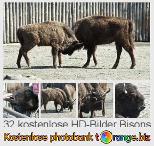 Bilddatenbank tOrange bietet kostenlosen Fotos aus dem Bereich:  bisons