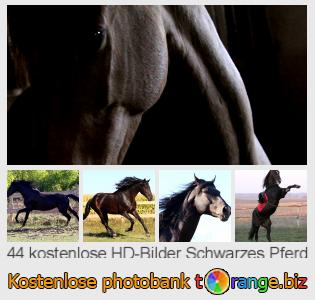 Bilddatenbank tOrange bietet kostenlosen Fotos aus dem Bereich:  schwarzes-pferd