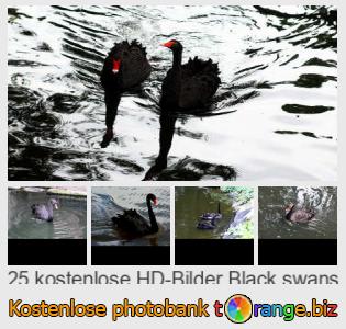 Bilddatenbank tOrange bietet kostenlosen Fotos aus dem Bereich:  schwarze-schwäne