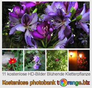 Bilddatenbank tOrange bietet kostenlosen Fotos aus dem Bereich:  blühende-kletterpflanze