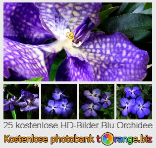 Bilddatenbank tOrange bietet kostenlosen Fotos aus dem Bereich:  blu-orchidee