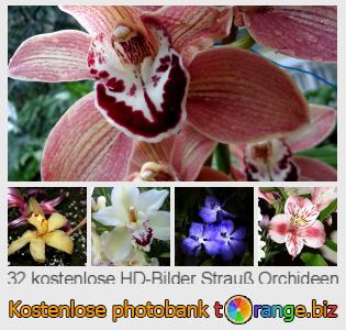 Bilddatenbank tOrange bietet kostenlosen Fotos aus dem Bereich:  strauß-orchideen