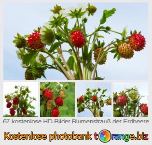Bilddatenbank tOrange bietet kostenlosen Fotos aus dem Bereich:  blumenstrauß-der-erdbeere