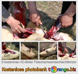 Bilddatenbank tOrange bietet kostenlosen Fotos aus dem Bereich:  fleischschweineschlachtkörper
