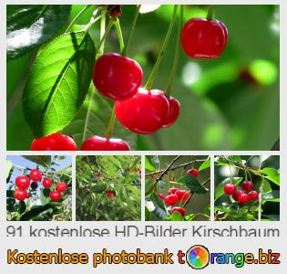 Bilddatenbank tOrange bietet kostenlosen Fotos aus dem Bereich:  kirschbaum