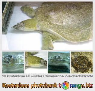 Bilddatenbank tOrange bietet kostenlosen Fotos aus dem Bereich:  chinesische-weichschildkröte