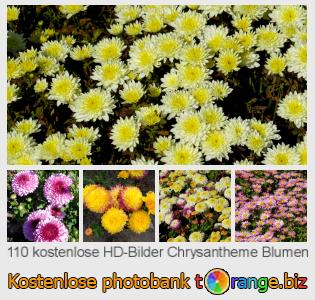 Bilddatenbank tOrange bietet kostenlosen Fotos aus dem Bereich:  chrysantheme-blumen
