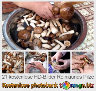 Bilddatenbank tOrange bietet kostenlosen Fotos aus dem Bereich:  reinigungs-pilze