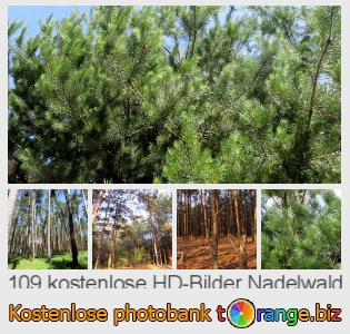 Bilddatenbank tOrange bietet kostenlosen Fotos aus dem Bereich:  nadelwald