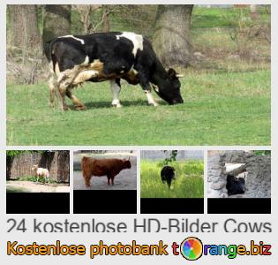 Bilddatenbank tOrange bietet kostenlosen Fotos aus dem Bereich:  kühe
