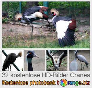 Bilddatenbank tOrange bietet kostenlosen Fotos aus dem Bereich:  cranes