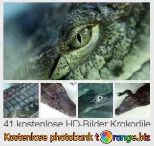 Bilddatenbank tOrange bietet kostenlosen Fotos aus dem Bereich:  krokodile