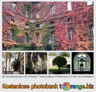 Bilddatenbank tOrange bietet kostenlosen Fotos aus dem Bereich:  dekorative-pflanzen-der-architektur