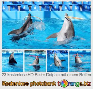 Bilddatenbank tOrange bietet kostenlosen Fotos aus dem Bereich:  dolphin-mit-einem-reifen