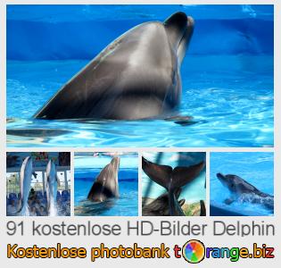 Bilddatenbank tOrange bietet kostenlosen Fotos aus dem Bereich:  delphin