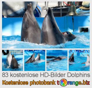 Bilddatenbank tOrange bietet kostenlosen Fotos aus dem Bereich:  dolphins