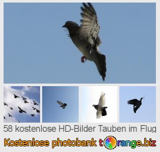 Bilddatenbank tOrange bietet kostenlosen Fotos aus dem Bereich:  tauben-im-flug
